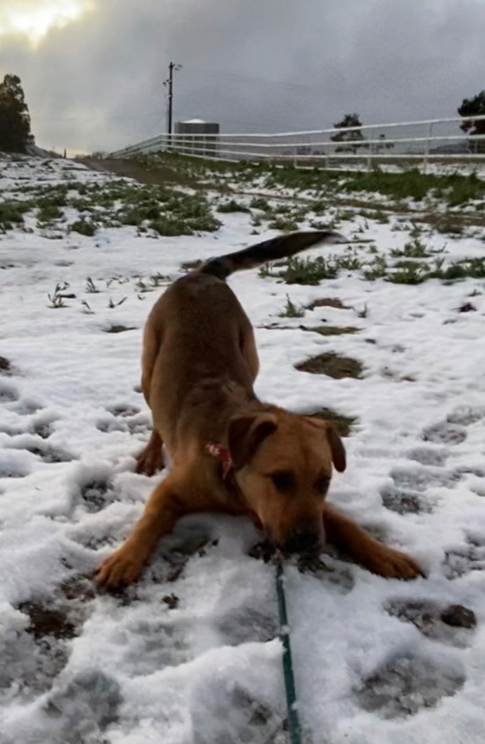 Awesome Mr. wiggles puppy photo 4