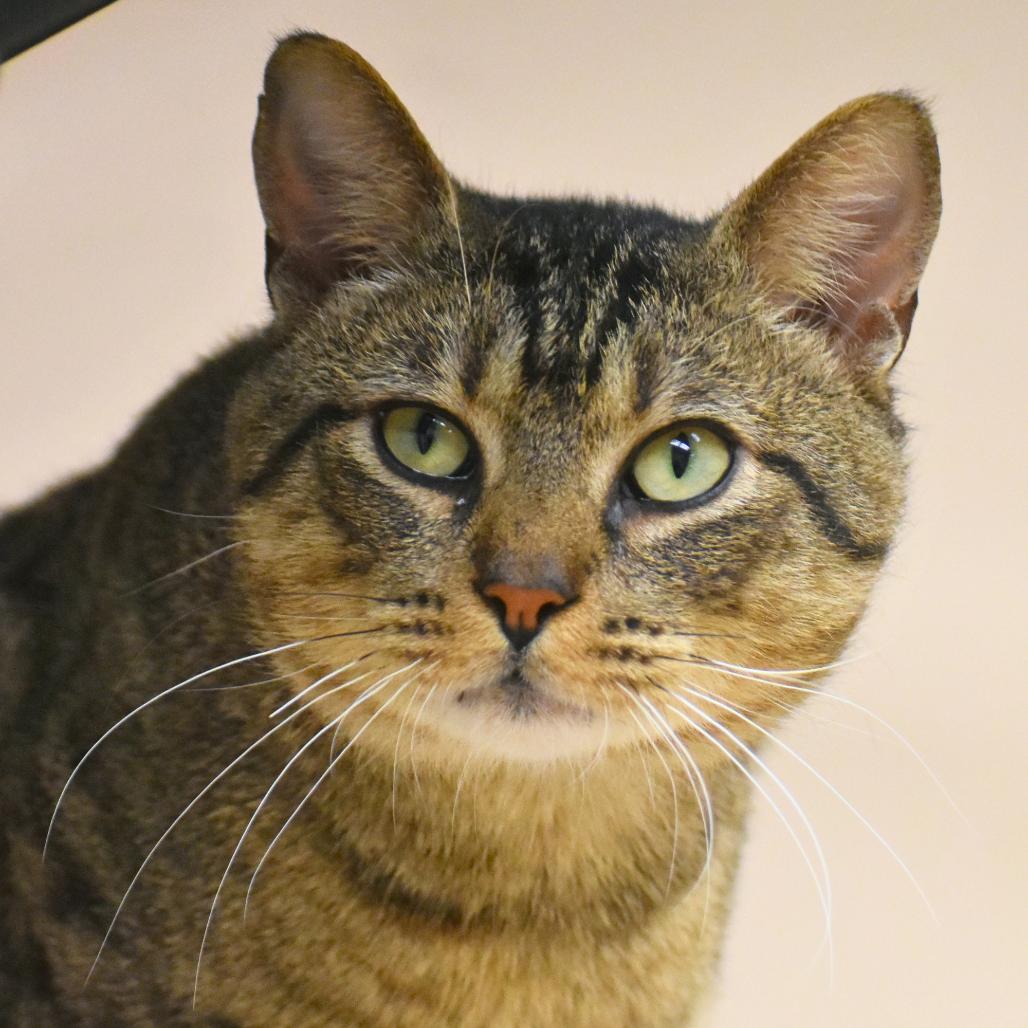 Timmy, Adoptable, Adult Male Domestic Short Hair.