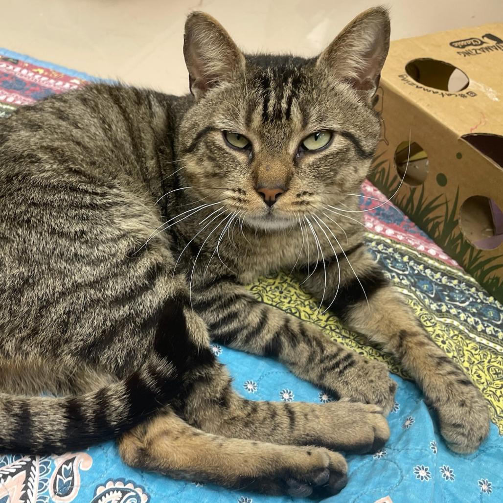 Enlarge Timmy, a Adoptable Domestic Short Hair in Mebane, NC image 1/6