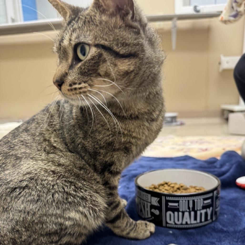 Enlarge Timmy, a Adoptable Domestic Short Hair in Mebane, NC image 2/6