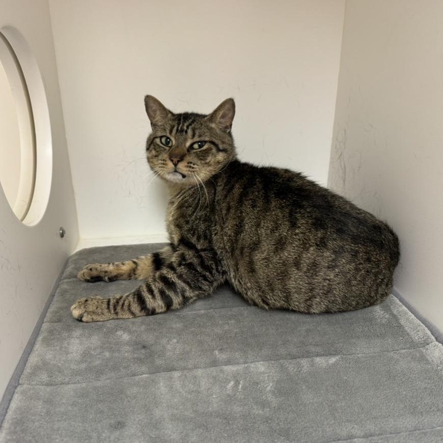 Enlarge Timmy, a Adoptable Domestic Short Hair in Mebane, NC image 3/6