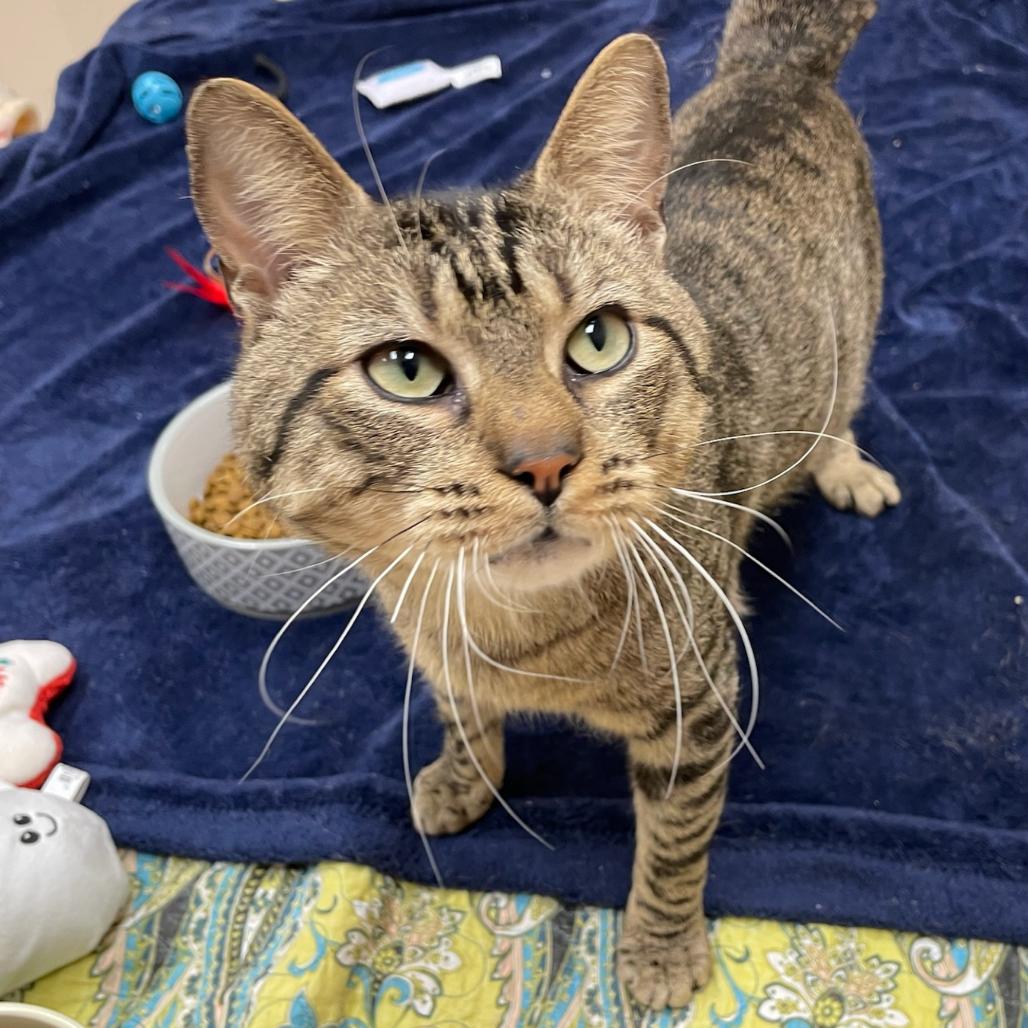 Enlarge Timmy, a Adoptable Domestic Short Hair in Mebane, NC image 4/6