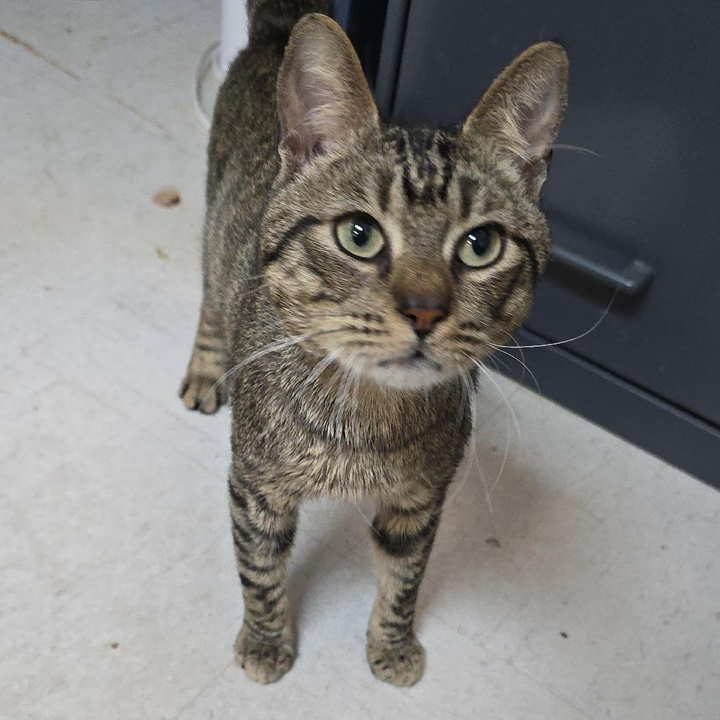 Enlarge Timmy, a Adoptable Domestic Short Hair in Mebane, NC image 5/6