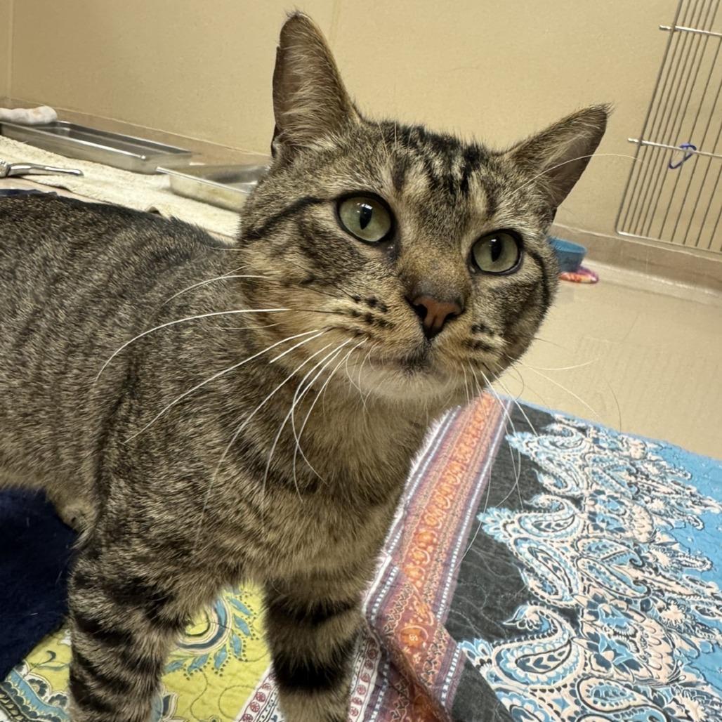 Enlarge Timmy, a Adoptable Domestic Short Hair in Mebane, NC image 6/6