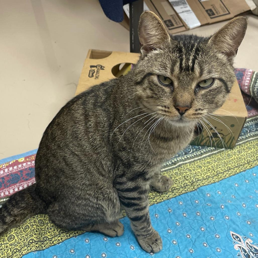 Enlarge Timmy, a Adoptable Domestic Short Hair in Mebane, NC image 6/6