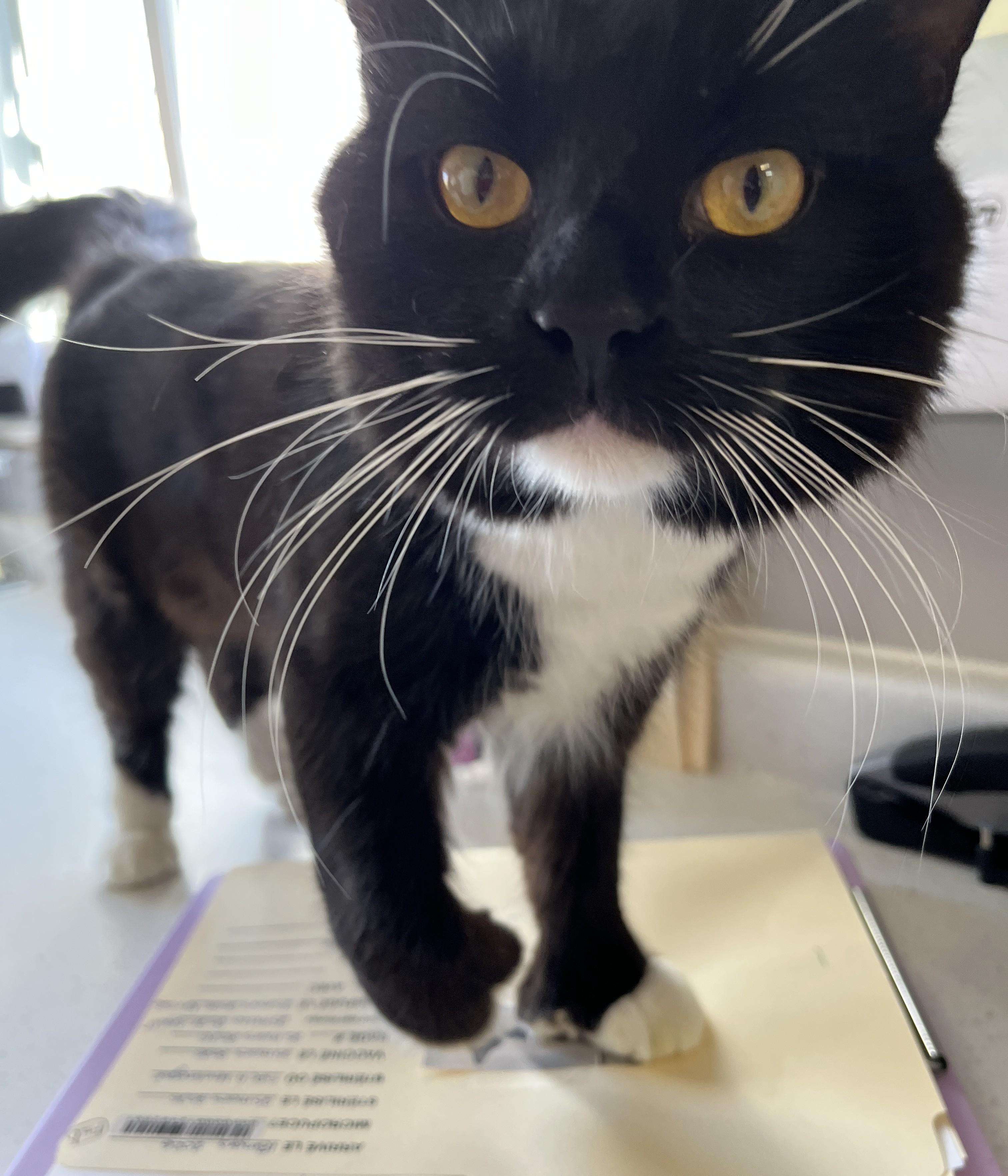 Enlarge BOGAYARD (CR/SC), an adopted mixed breed in Sainte-Angele-de-Monnoir, QC image 2/6