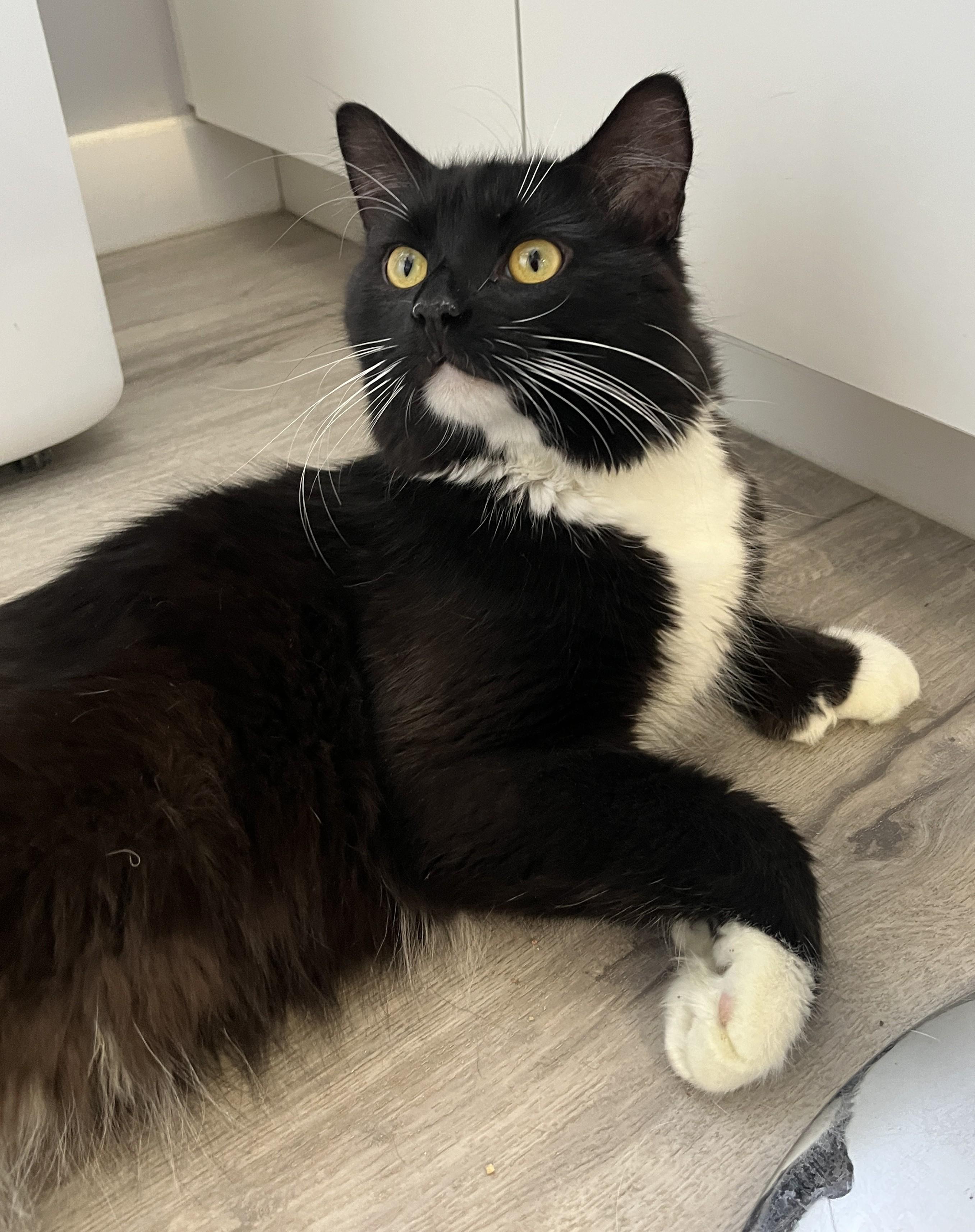 BOGAYARD (CR/SC), adopted, Young Male Domestic Medium Hair & Extra-Toes Cat / Hemingway Polydactyl.