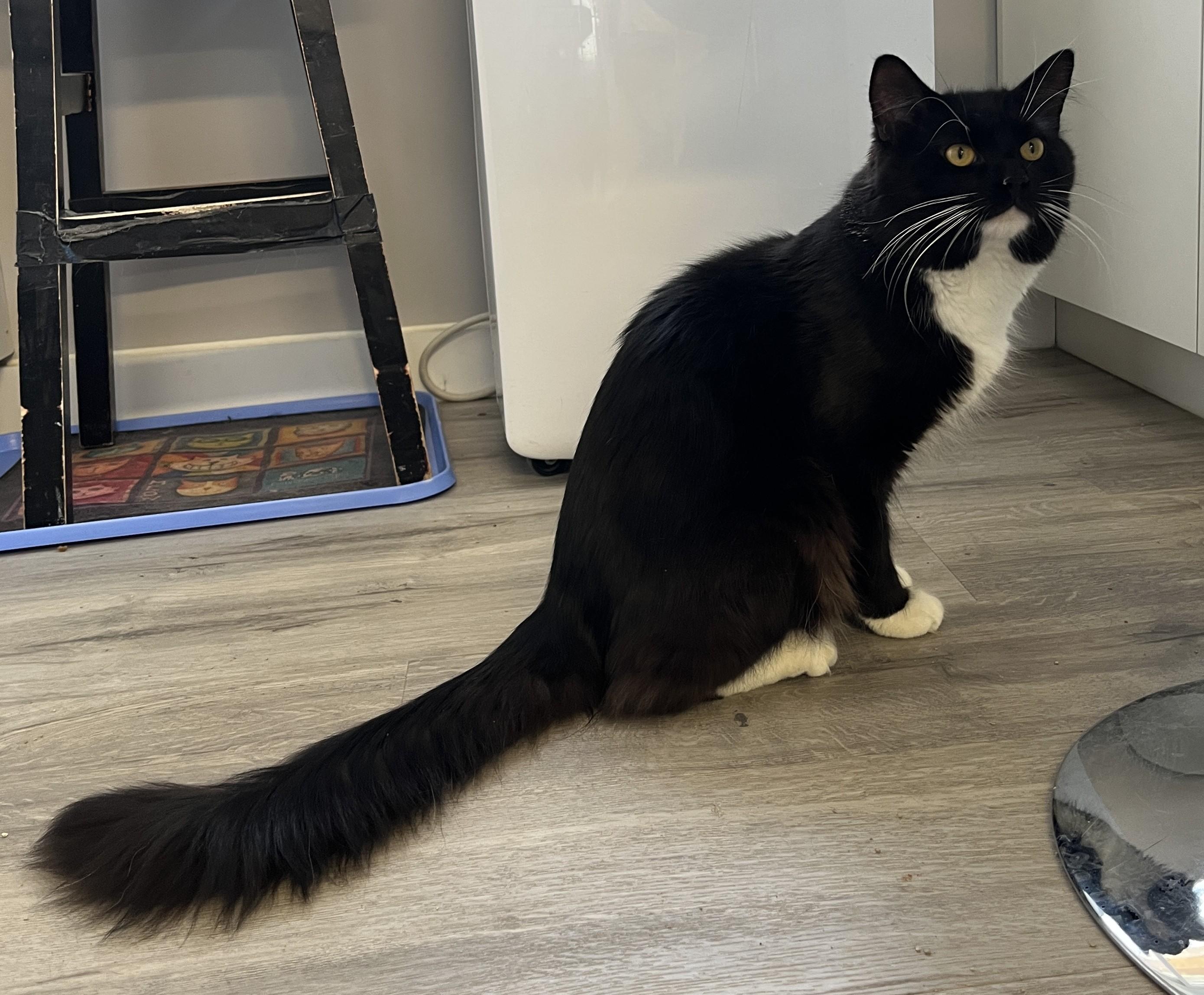 Enlarge BOGAYARD (CR/SC), an adopted mixed breed in Sainte-Angele-de-Monnoir, QC image 4/6