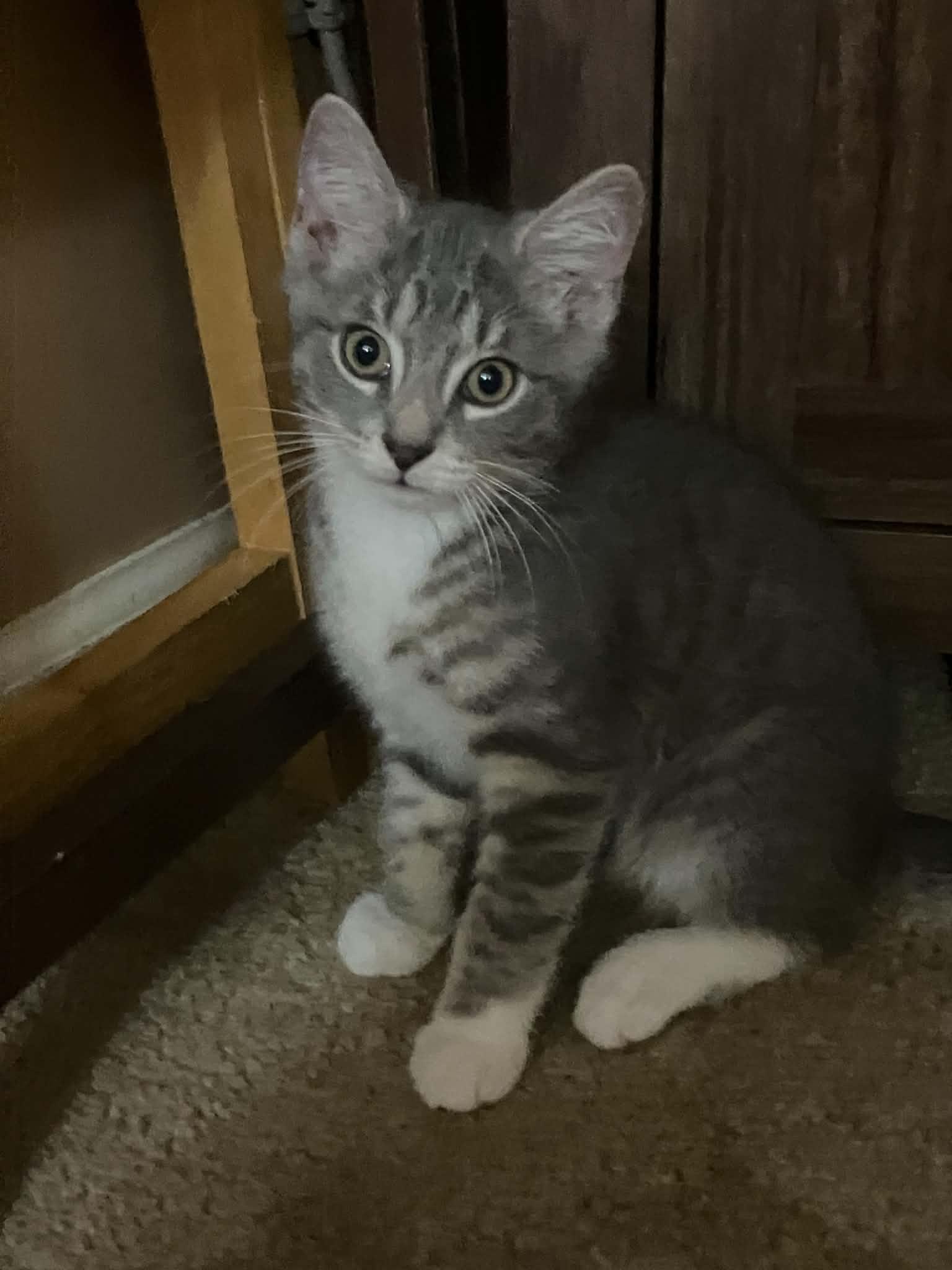 Enlarge Pua, an adopted mixed breed in Scott Depot, WV image 1/1
