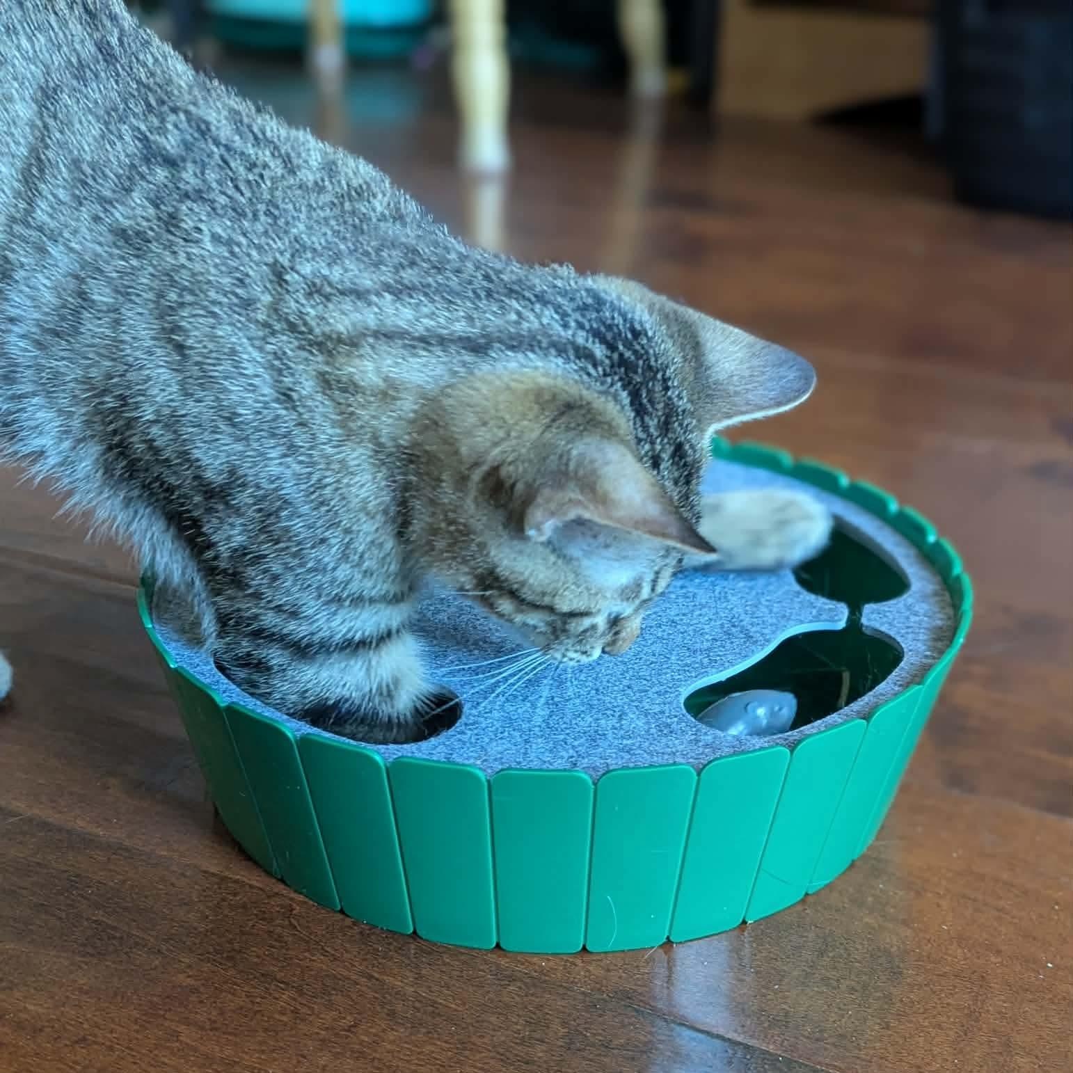 Enlarge Joe, an adopted mixed breed in Fort Worth, TX image 4/6