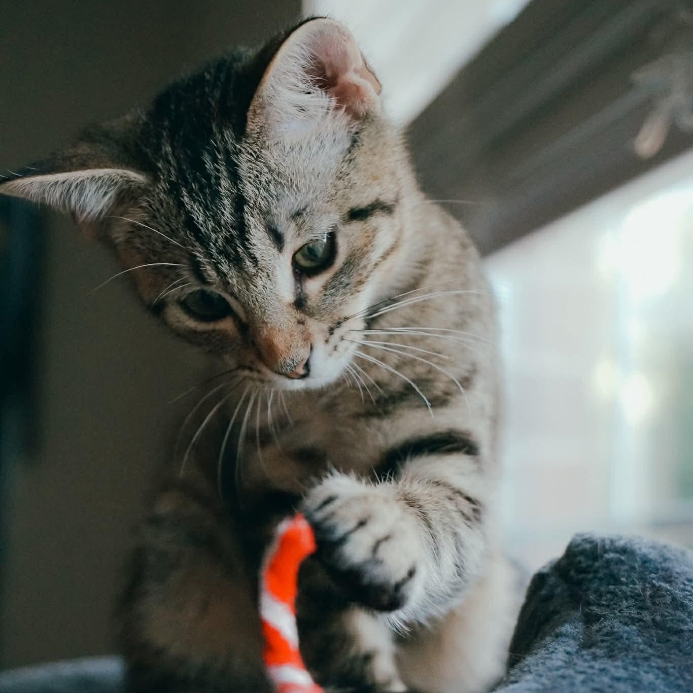 Enlarge Joe, an adopted mixed breed in Fort Worth, TX image 3/6