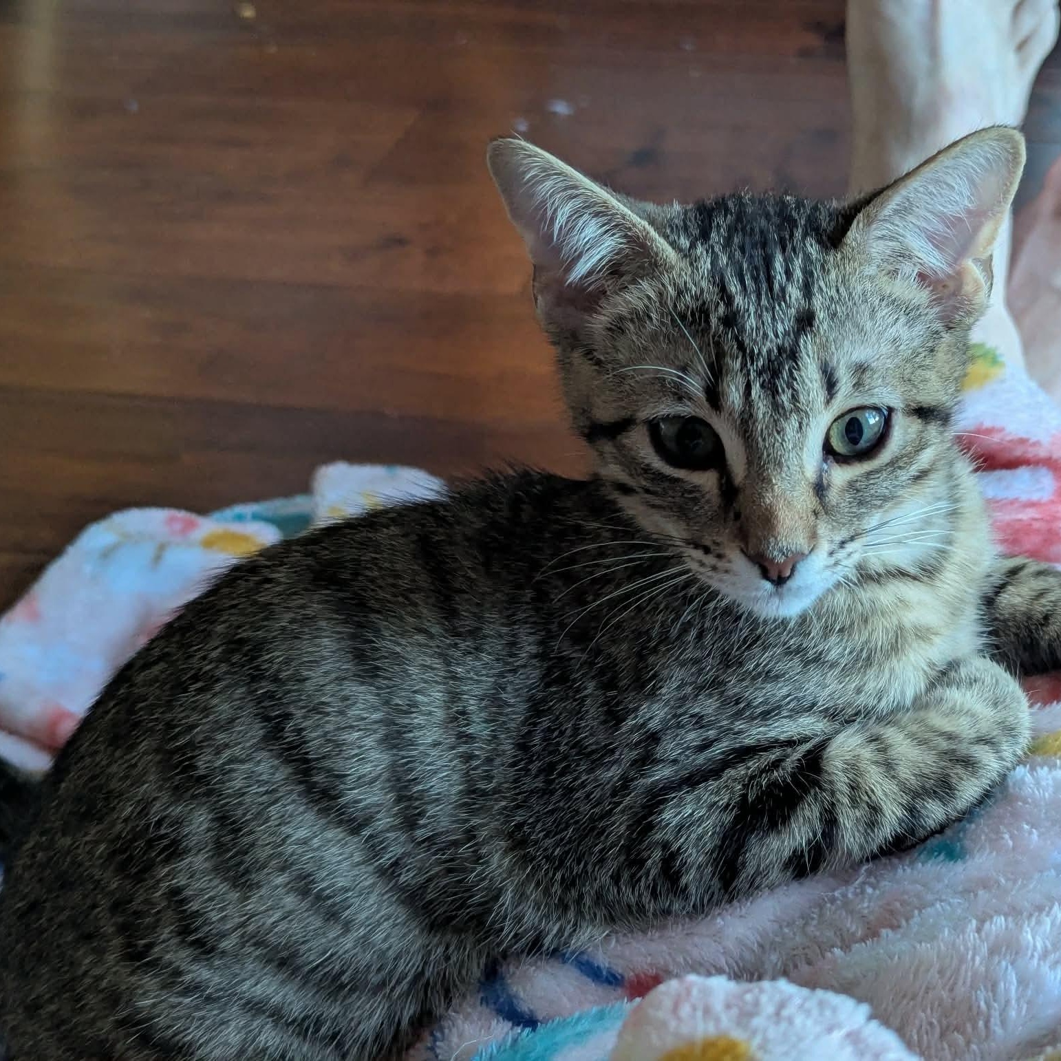 Enlarge Joe, an adopted mixed breed in Fort Worth, TX image 6/6