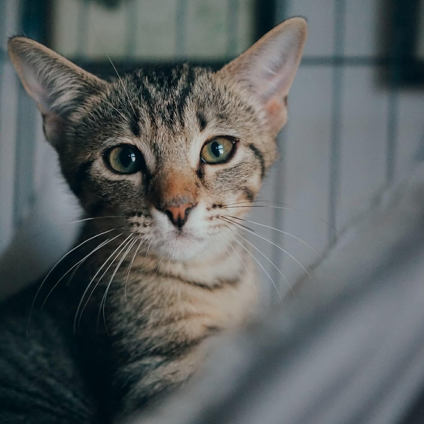 Enlarge Joe, an adopted mixed breed in Fort Worth, TX image 2/6