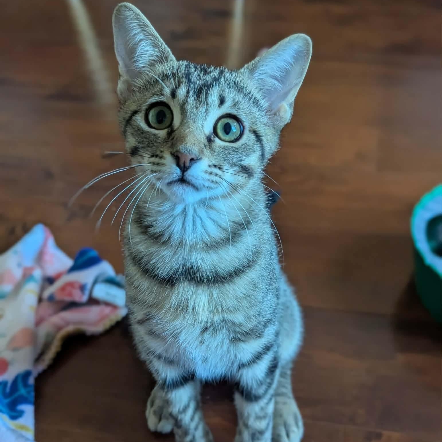 Enlarge Joe, an adopted mixed breed in Fort Worth, TX image 5/6