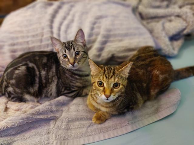 Enlarge Eliza, a Adoptable Tabby in Midland, MI image 2/6