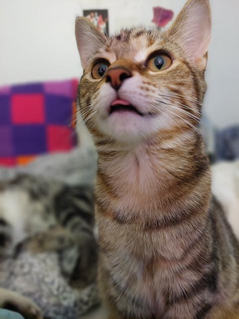 Enlarge Eliza, a Adoptable Tabby in Midland, MI image 3/6