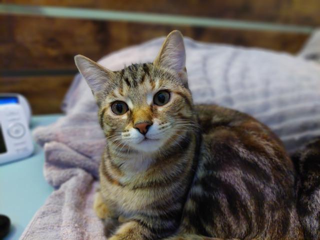 Enlarge Eliza, a Adoptable Tabby in Midland, MI image 4/6