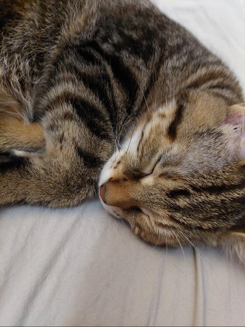 Enlarge Eliza, a Adoptable Tabby in Midland, MI image 6/6