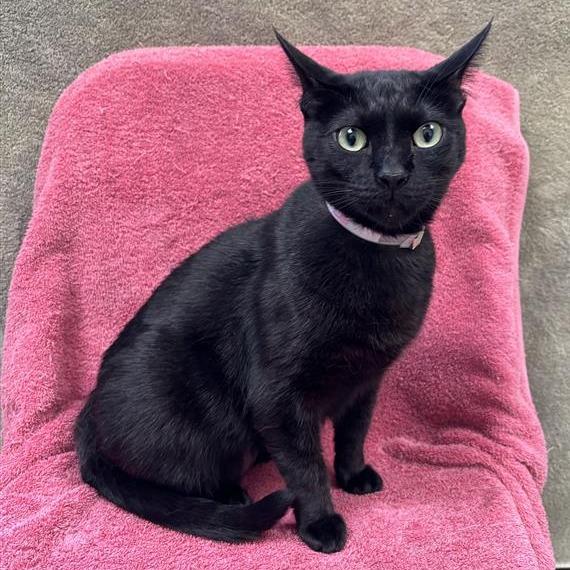 Enlarge Velvet, a Adoptable mixed breed in Long Beach, CA image 1/4