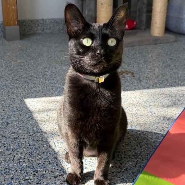 Enlarge Velvet, a Adoptable mixed breed in Long Beach, CA image 2/4