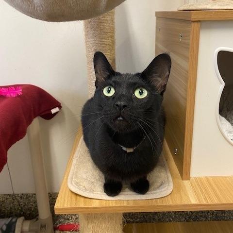 Enlarge Velvet, a Adoptable mixed breed in Long Beach, CA image 4/4
