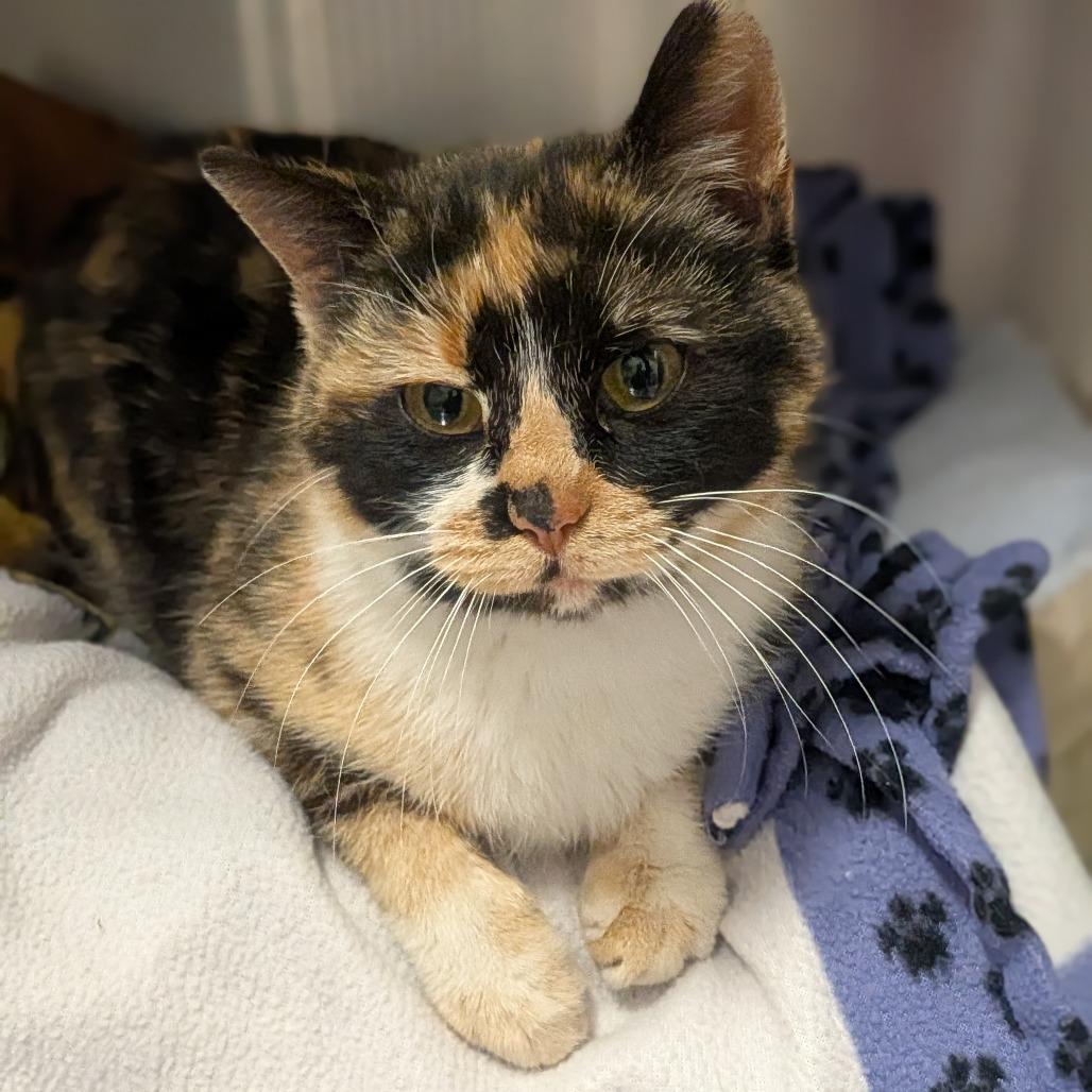 Enlarge Athena, a Adoptable Domestic Short Hair in Prairie du Chien, WI image 1/1