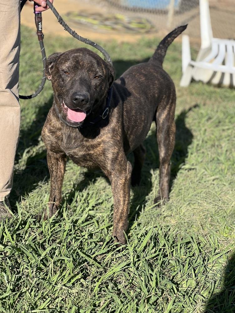 Enlarge Marve 23D-0320, a Adoptable mixed breed in Corinth, MS image 1/2