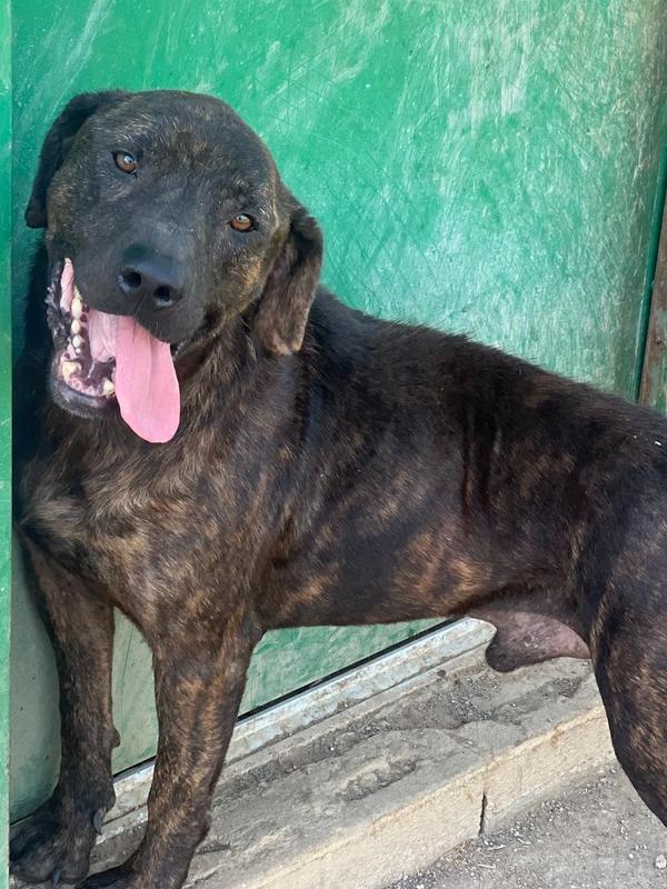 Enlarge Marve 23D-0320, a Adoptable mixed breed in Corinth, MS image 2/2