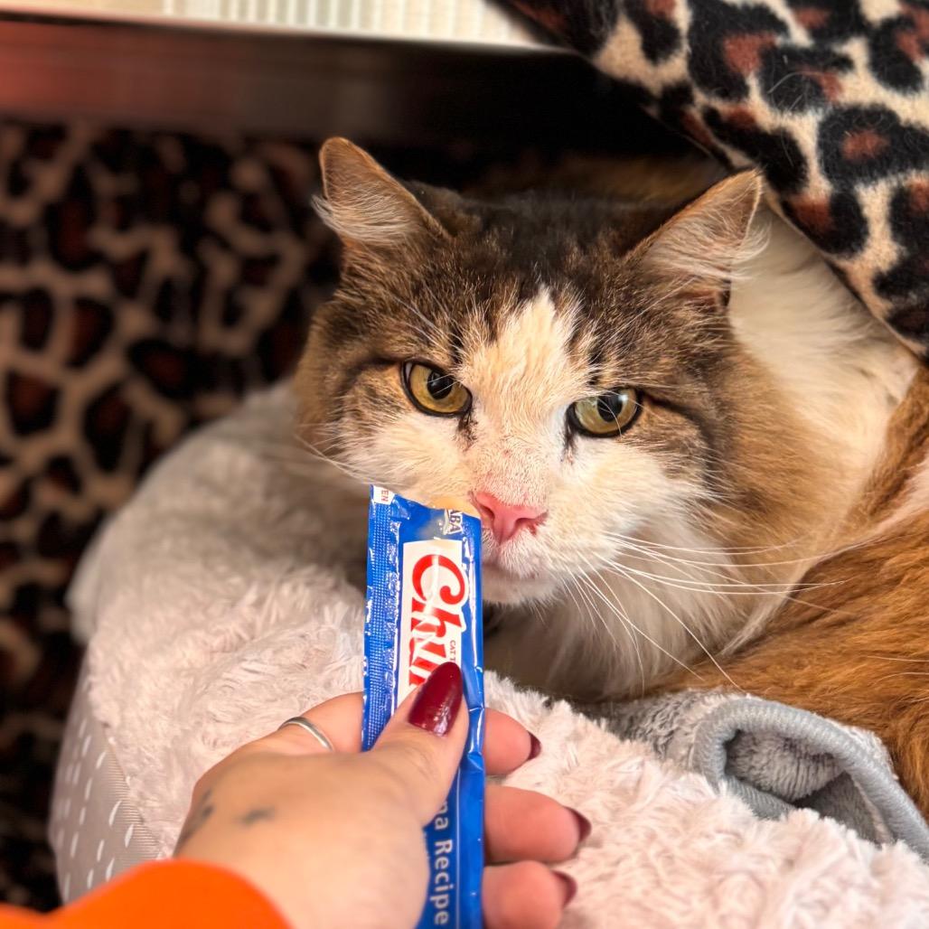 Fabio, Adoptable, Adult Male Domestic Long Hair.