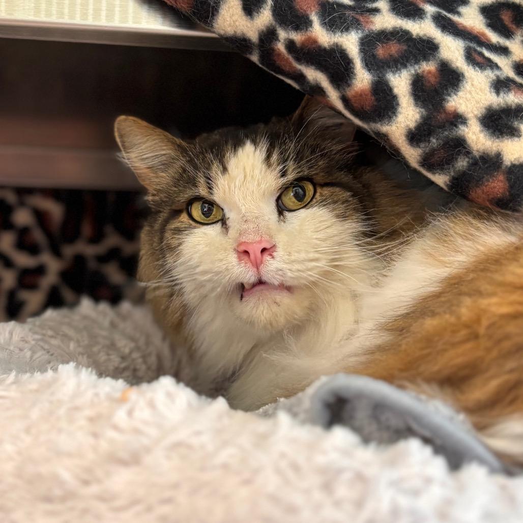 Enlarge Fabio, a Adoptable Domestic Long Hair in Nashville, IN image 2/2