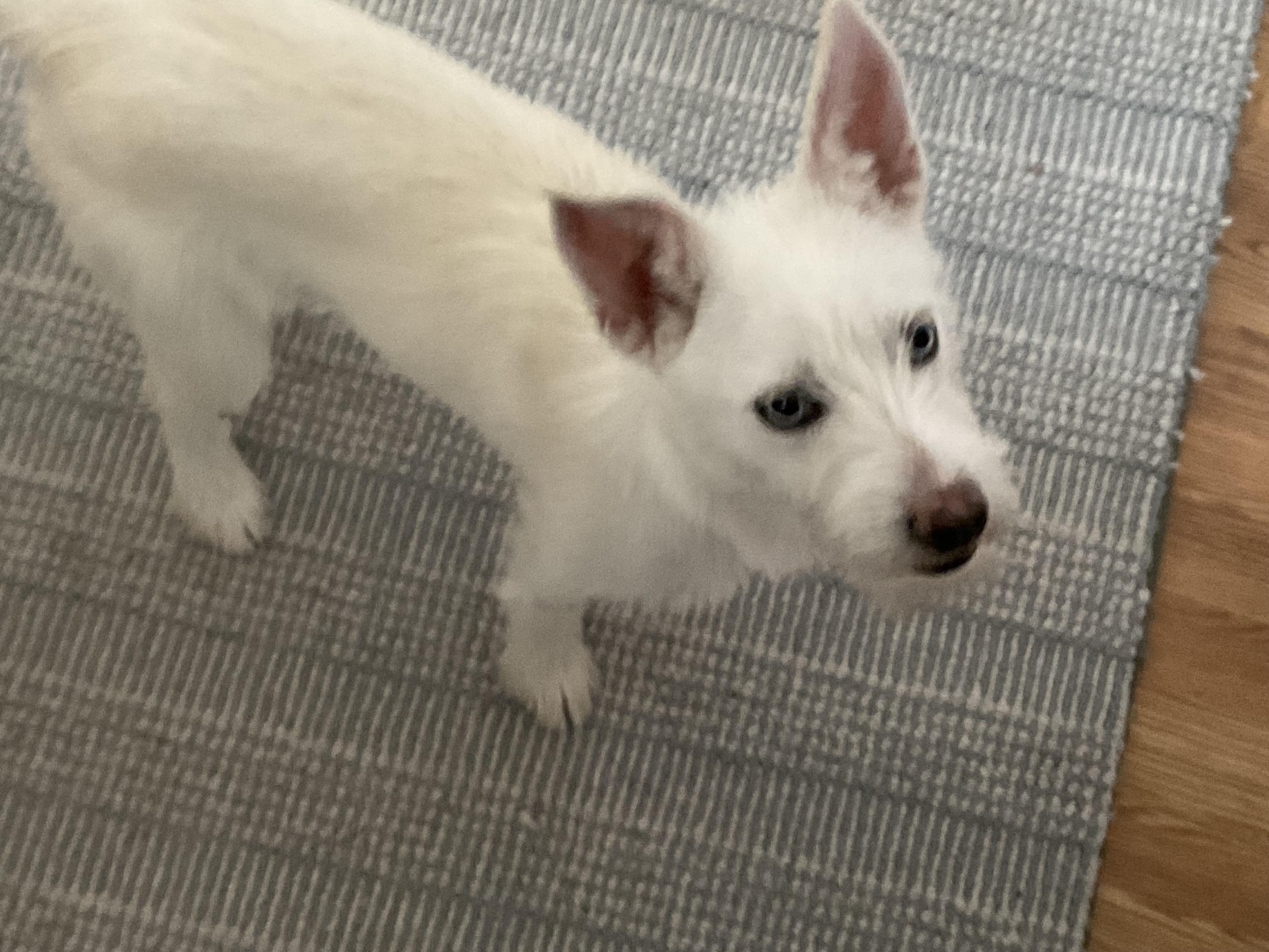 Enlarge Panda, a Adopted Terrier in Boonton, NJ image 2/6
