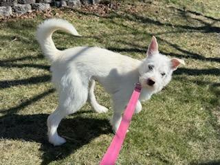 Enlarge Panda, a Adopted Terrier in Boonton, NJ image 5/6