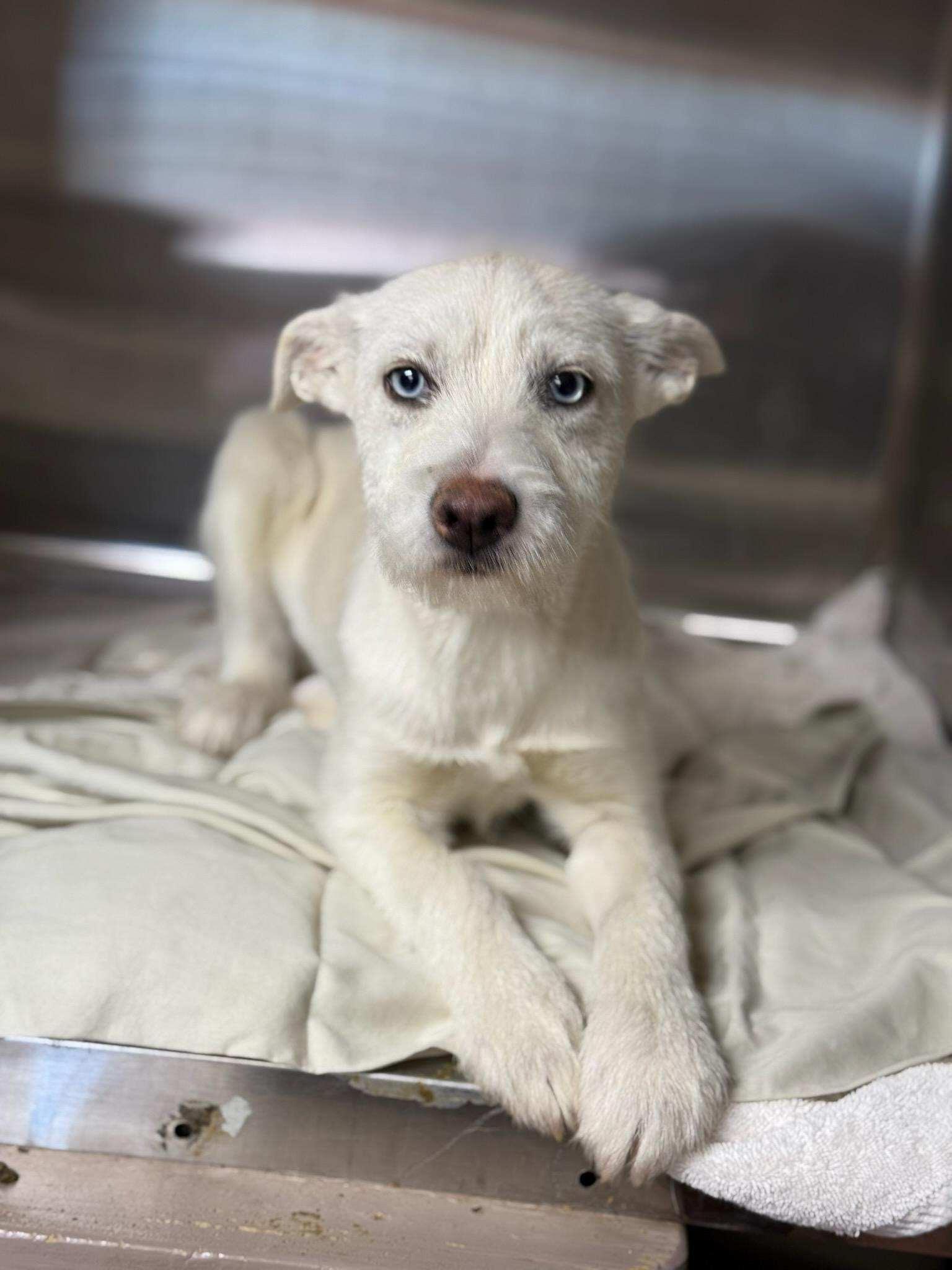 Enlarge Panda, a Adopted Terrier in Boonton, NJ image 3/6