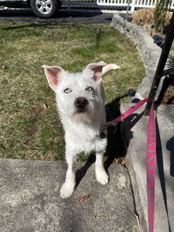 Enlarge Panda, a Adopted Terrier in Boonton, NJ image 6/6