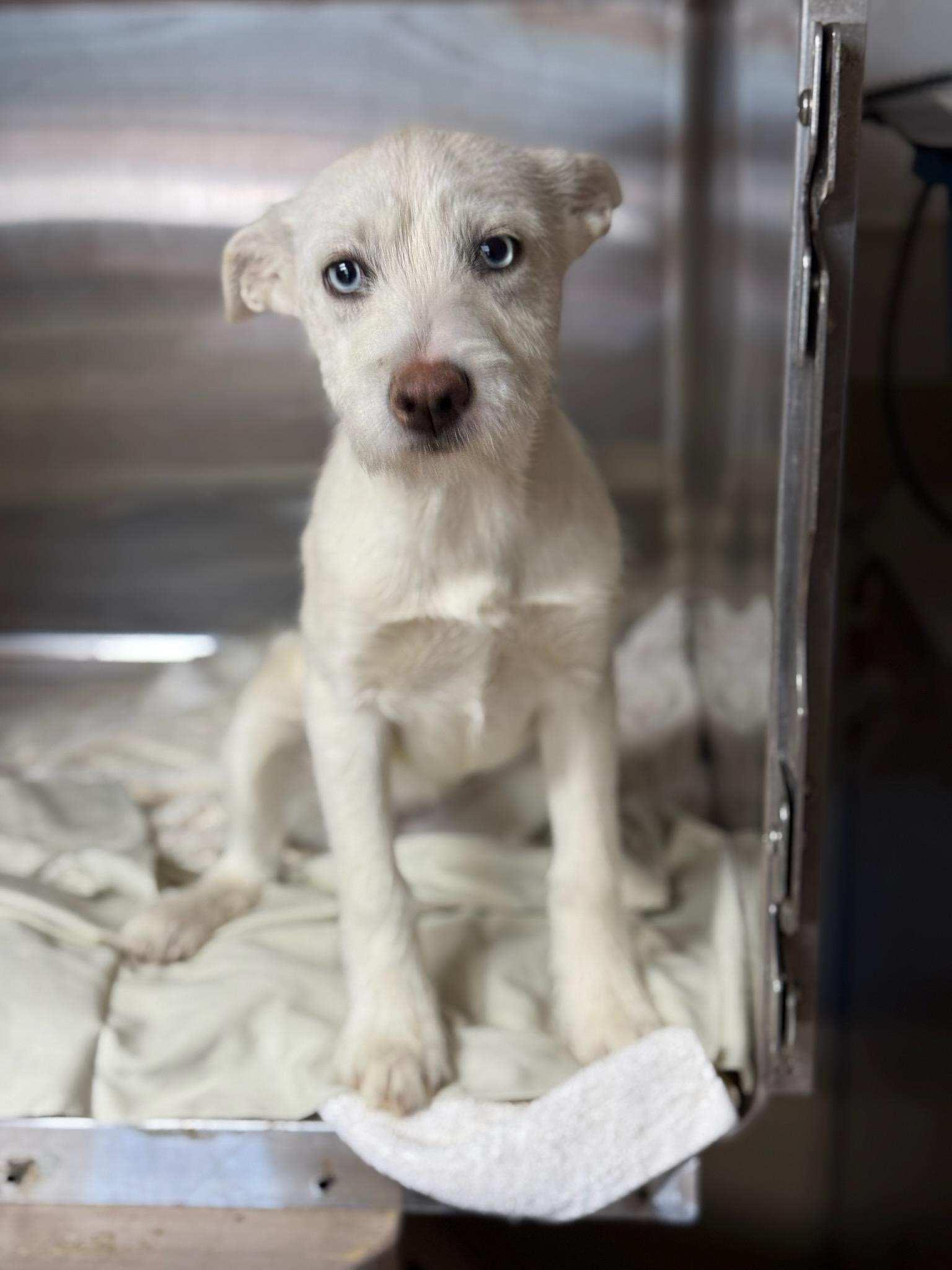 Enlarge Panda, a Adopted Terrier in Boonton, NJ image 4/6