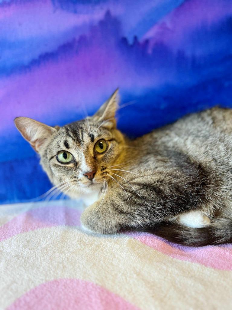 Summer, Adoptable, Young Female Domestic Short Hair.