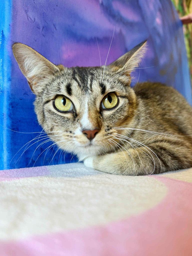 Enlarge Summer, a Adoptable mixed breed in Effingham, IL image 1/6