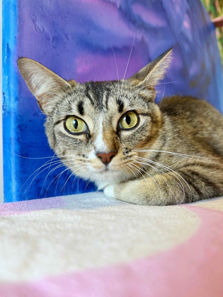 Enlarge Summer, a Adoptable mixed breed image 3/6