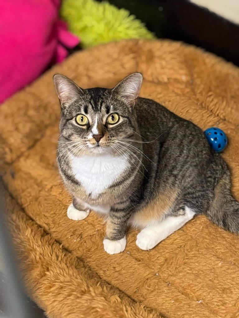 Enlarge Summer, a Adoptable mixed breed in Effingham, IL image 2/6