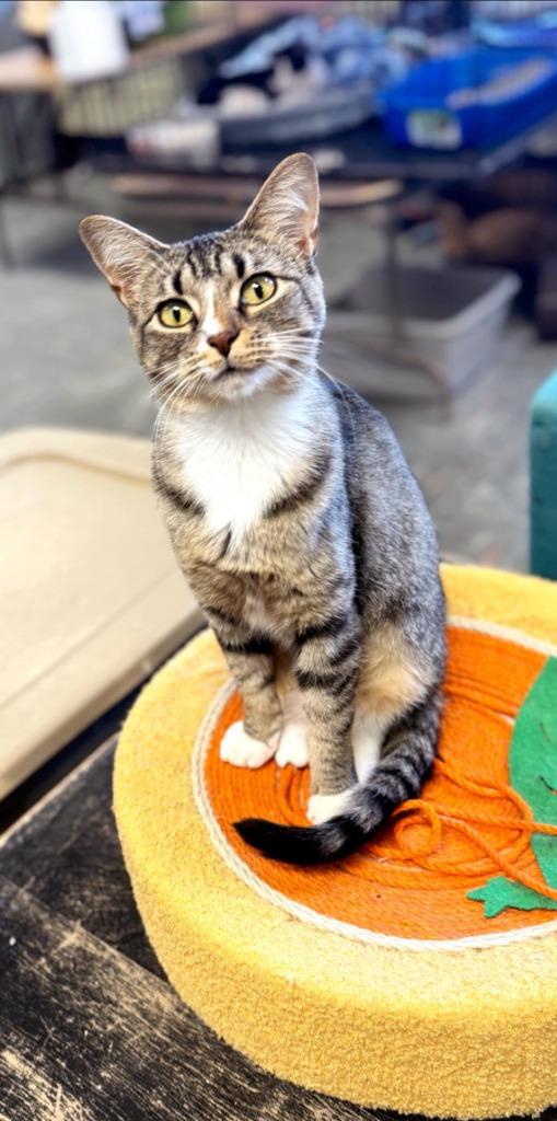 Enlarge Summer, a Adoptable mixed breed image 5/6