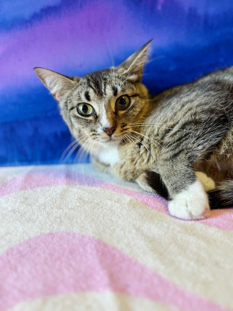 Enlarge Summer, a Adoptable mixed breed image 6/6