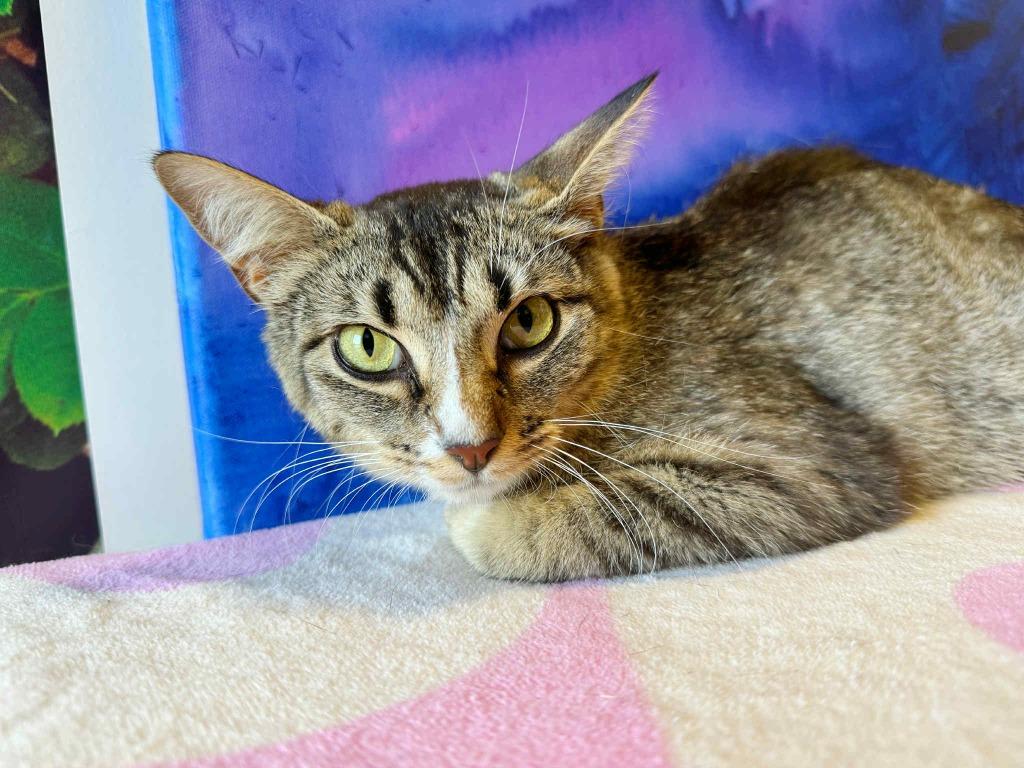 Enlarge Summer, a Adoptable mixed breed in Effingham, IL image 6/6