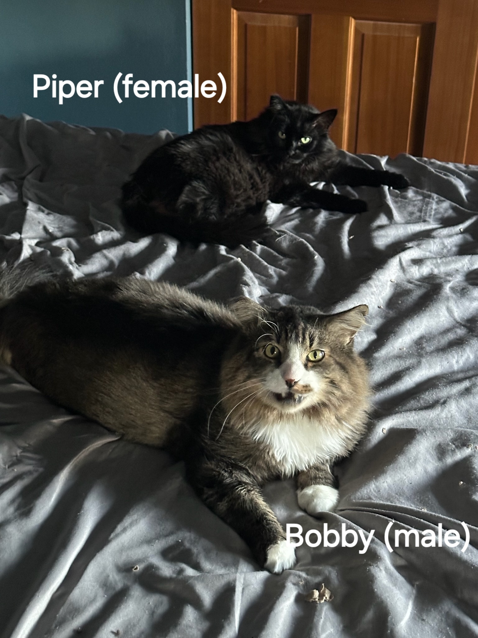 Bobby & Piper M/F bonded, Adoptable, Adult Male Domestic Short Hair.
