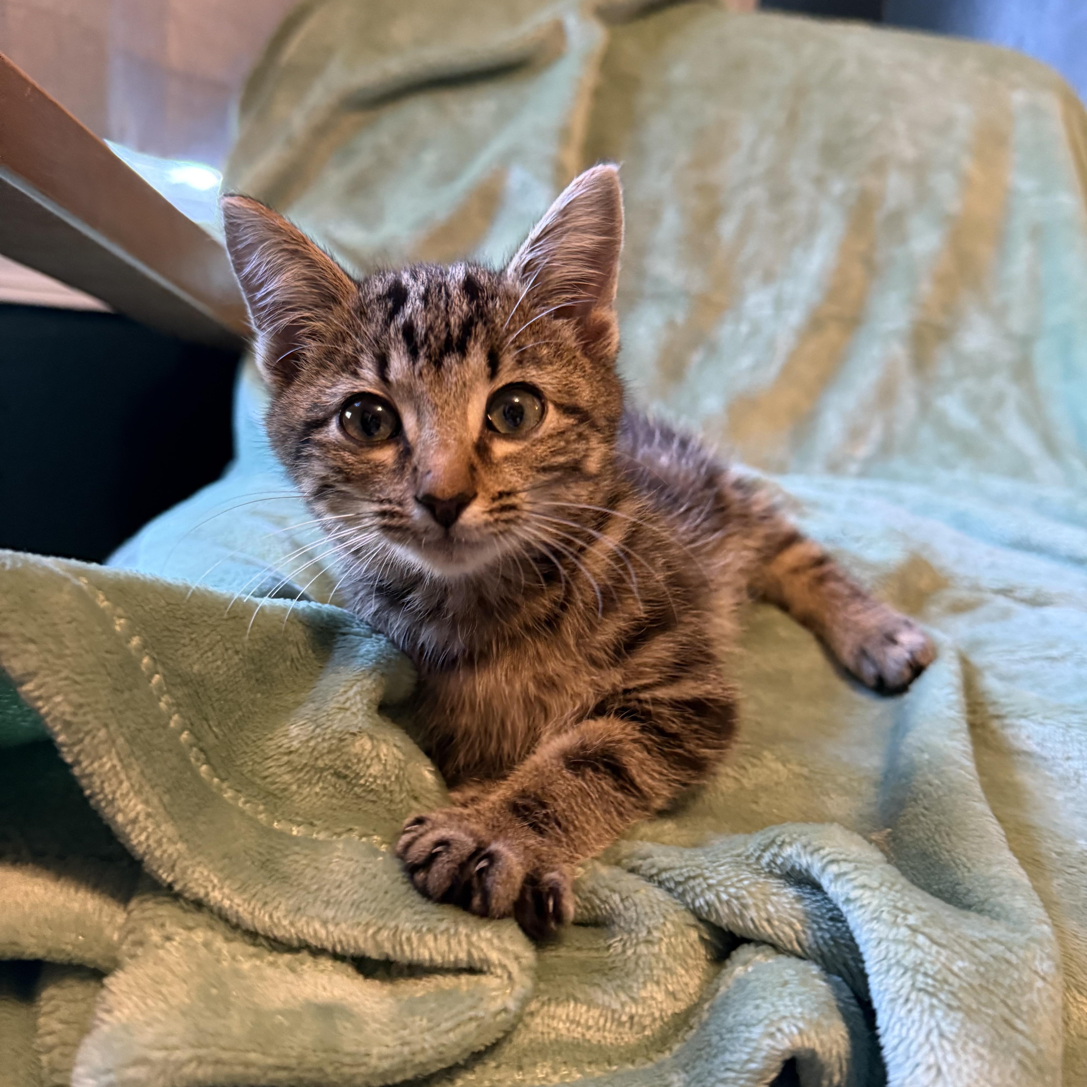 Little Frankie, a Adopted mixed breed in Milton, FL image 3/5