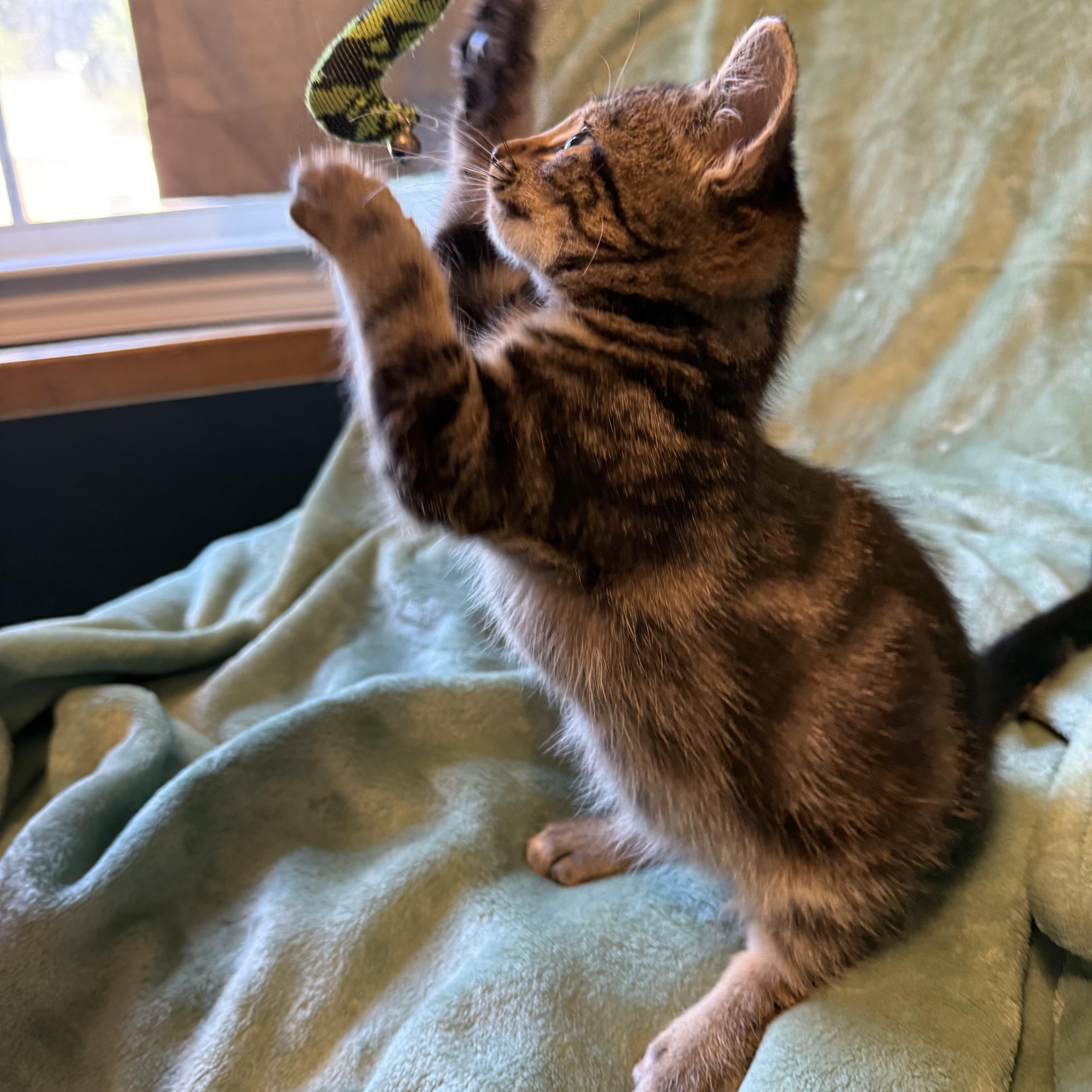 Little Frankie, a Adopted mixed breed in Milton, FL image 4/5