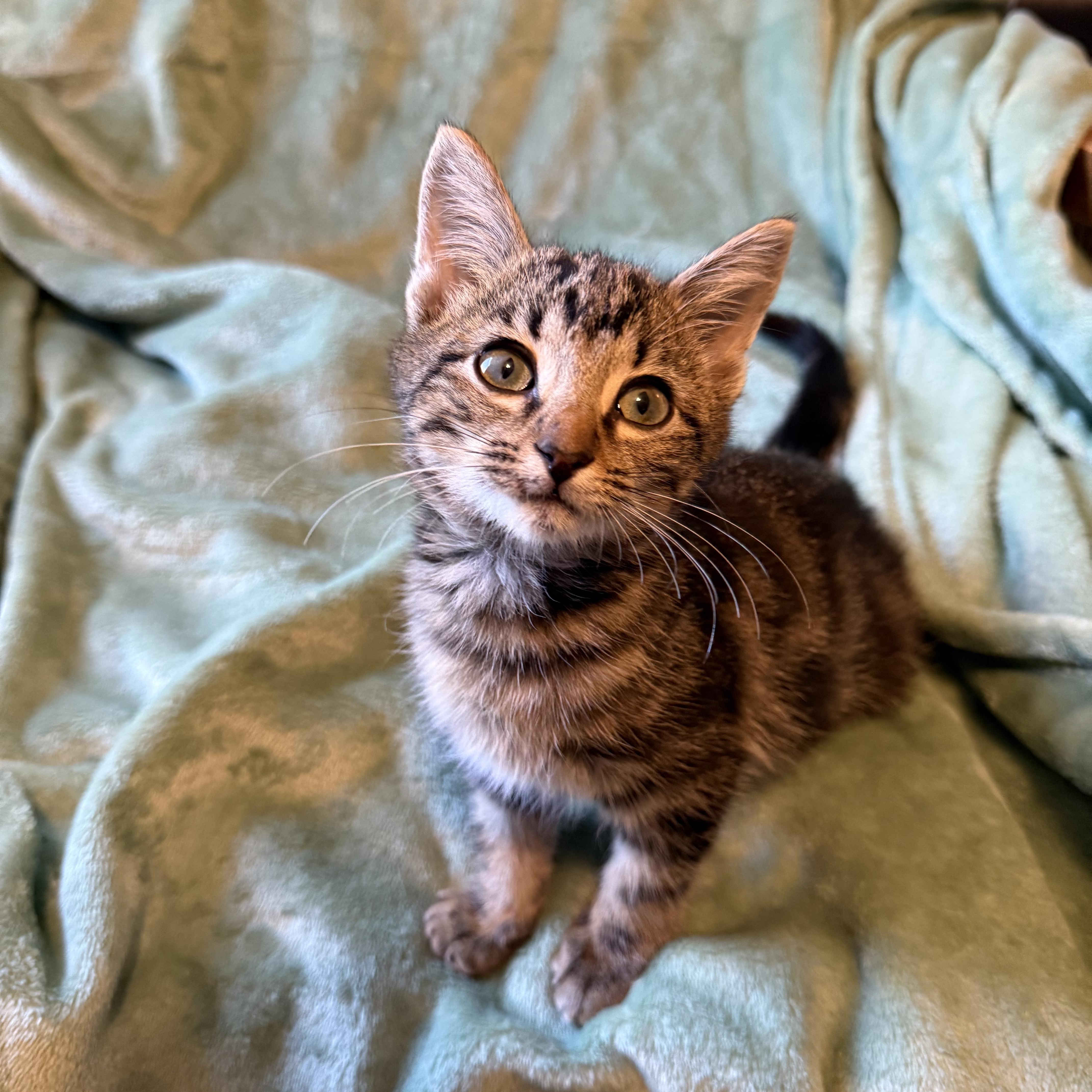 Little Frankie, a Adopted mixed breed in Milton, FL image 1/5