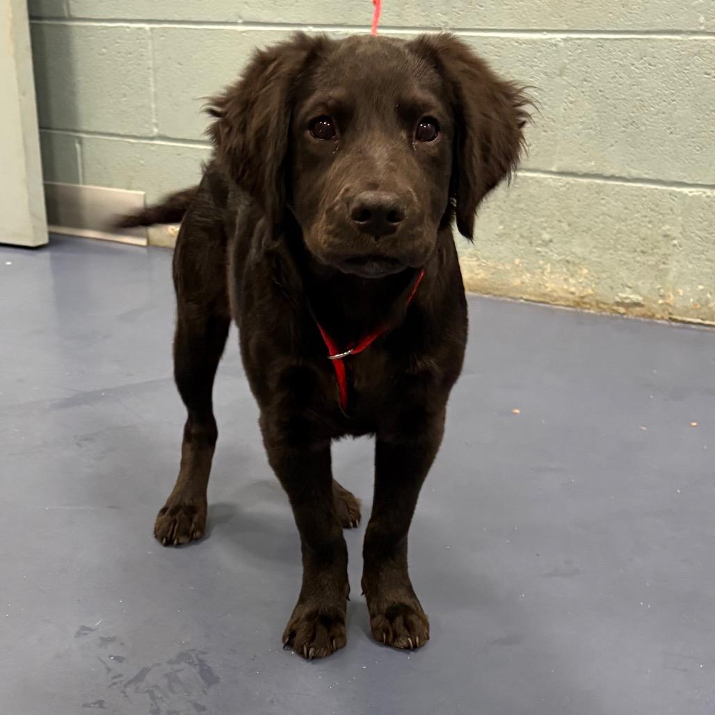Enlarge Lady, a Adoptable Spaniel in Greensboro, NC image 1/2