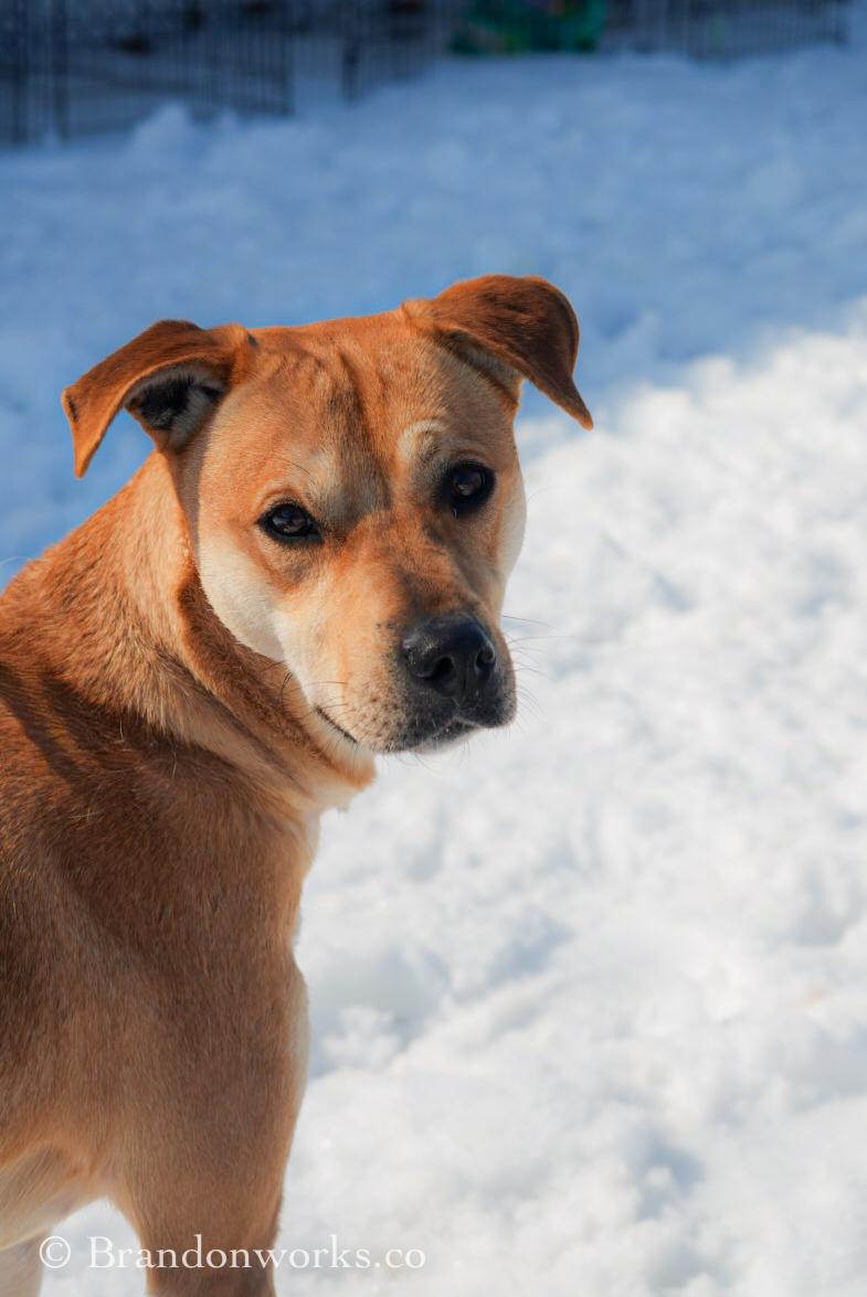 Enlarge Eli, a Adoptable Mixed Breed in Stafford, VA image 3/4