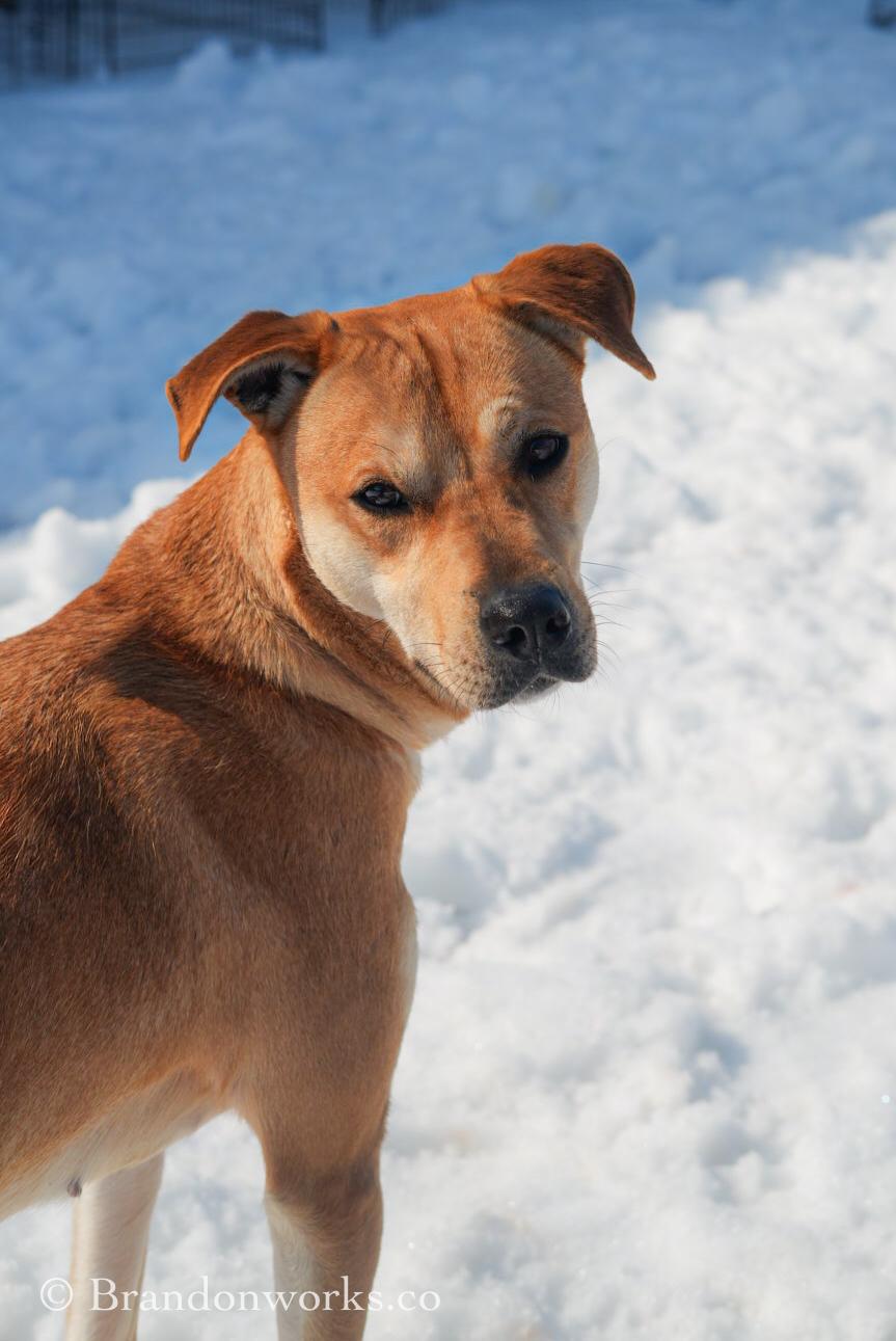 Eli, Adoptable, Young Female Mixed Breed.