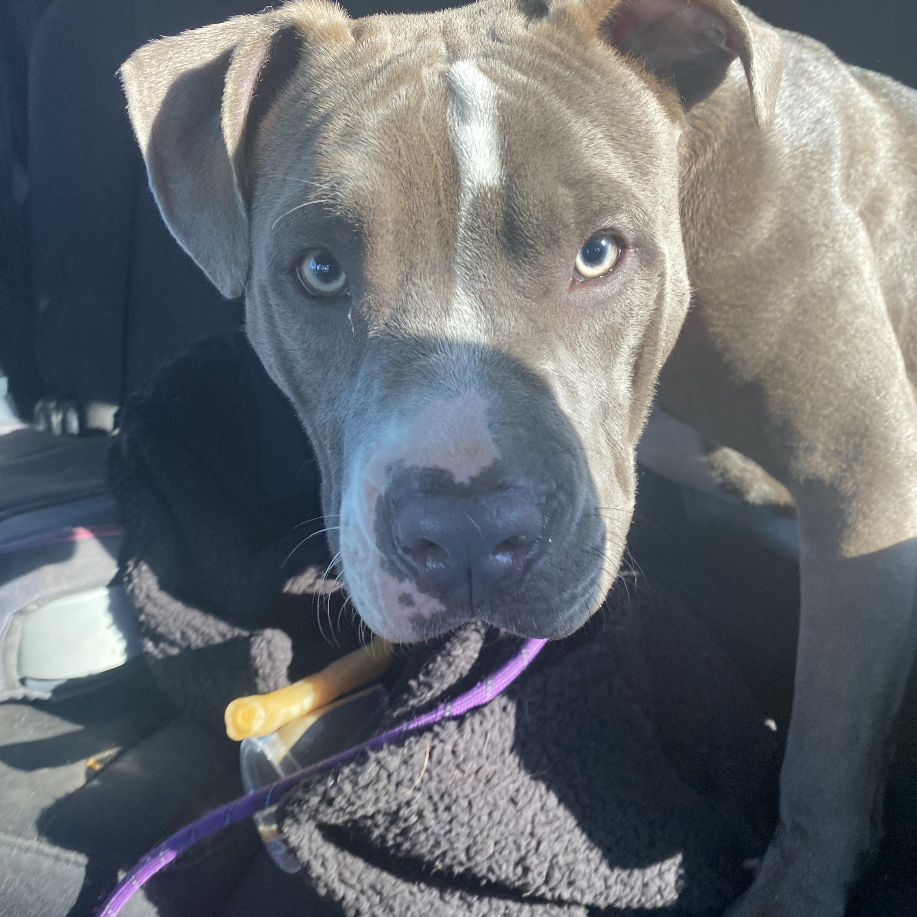 Enlarge Sadie, a Adoptable American Staffordshire Terrier in Oakley, CA image 2/6